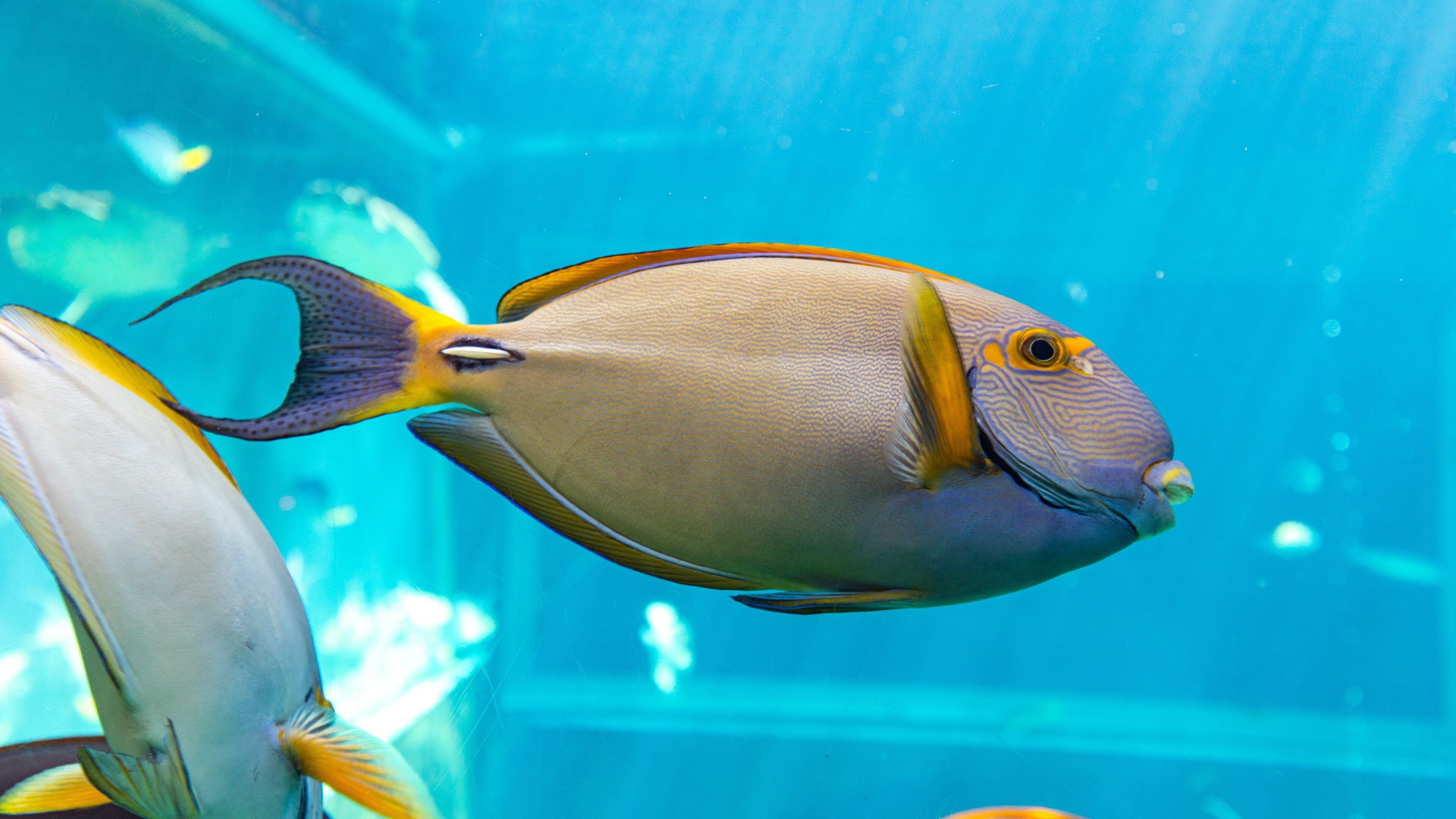 Hakone-en Aquarium featuring marine life