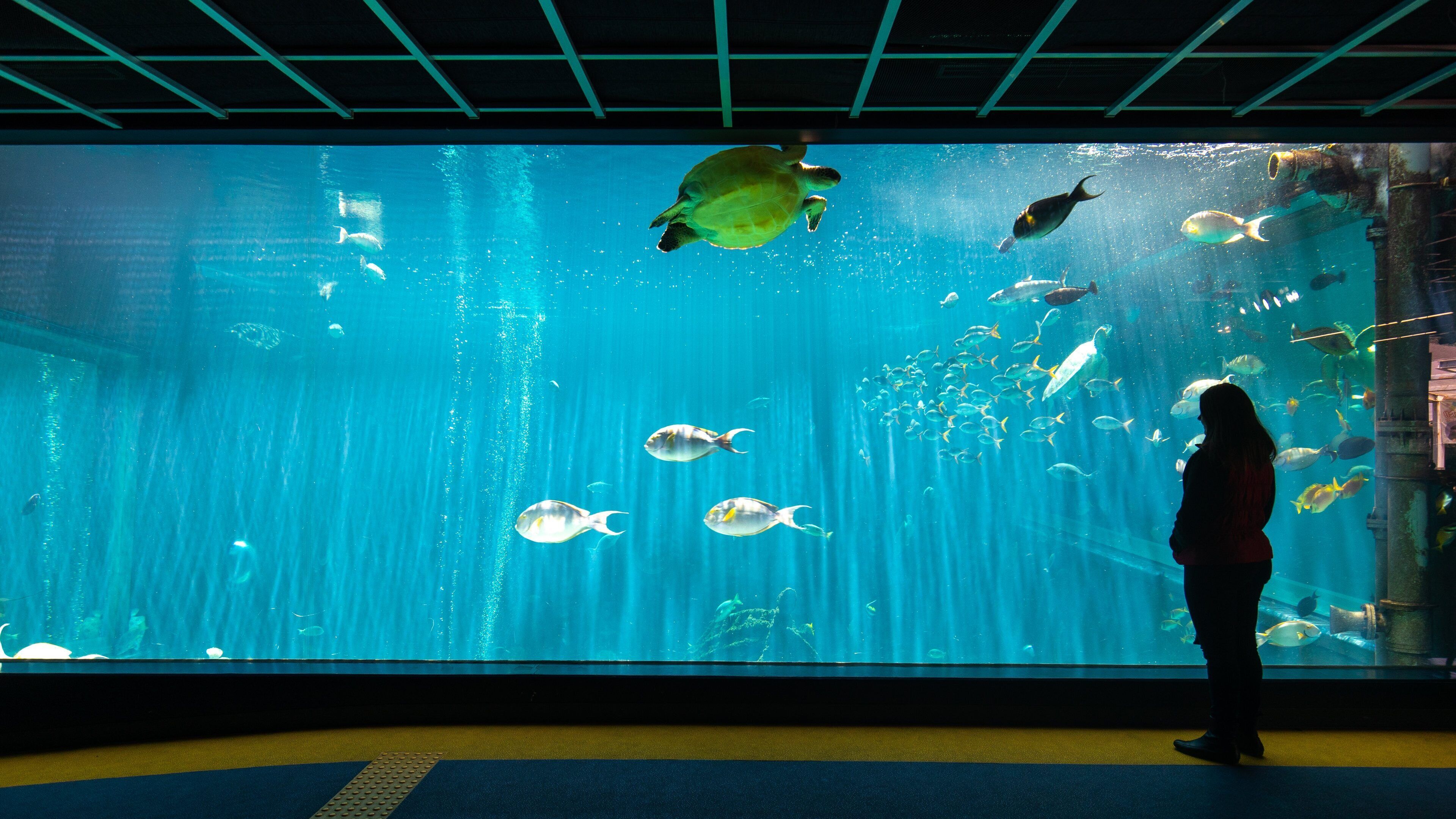 Hakone-en Aquarium which includes interior views and marine life as well as an individual femail