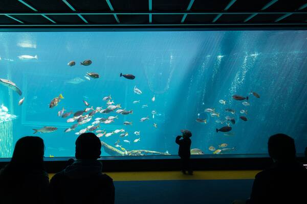 Ein Aquarium mit verschiedenen Fischarten, die in großen Becken schwimmen.