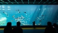 Un aquarium où nagent différentes espèces de poissons dans de grands réservoirs.