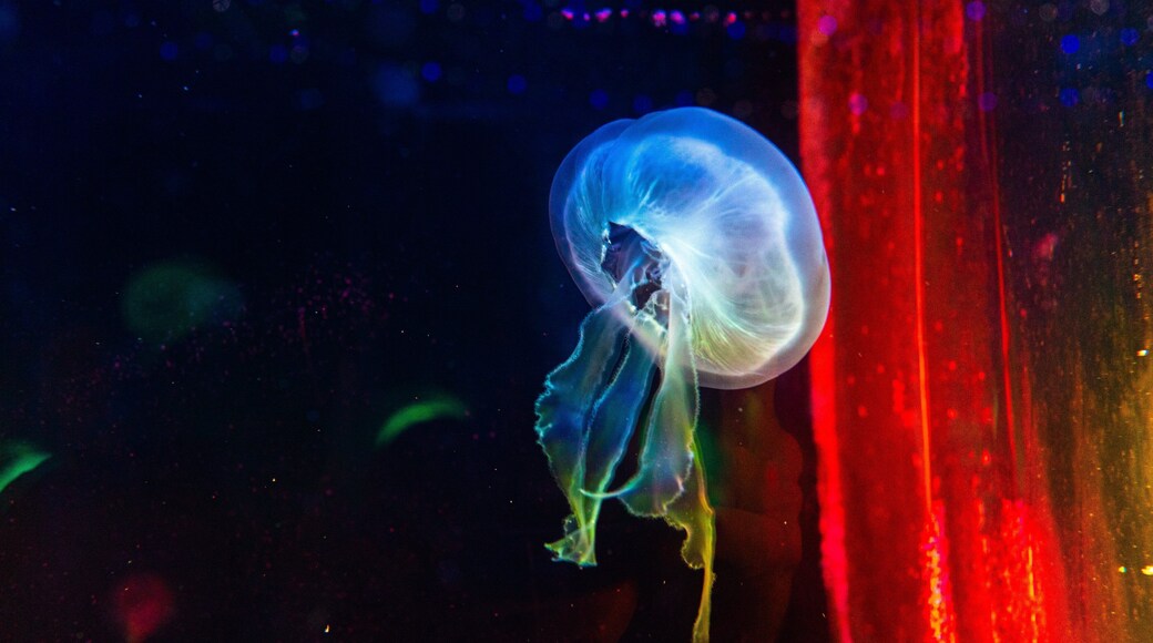 Hakone-en Aquarium which includes marine life