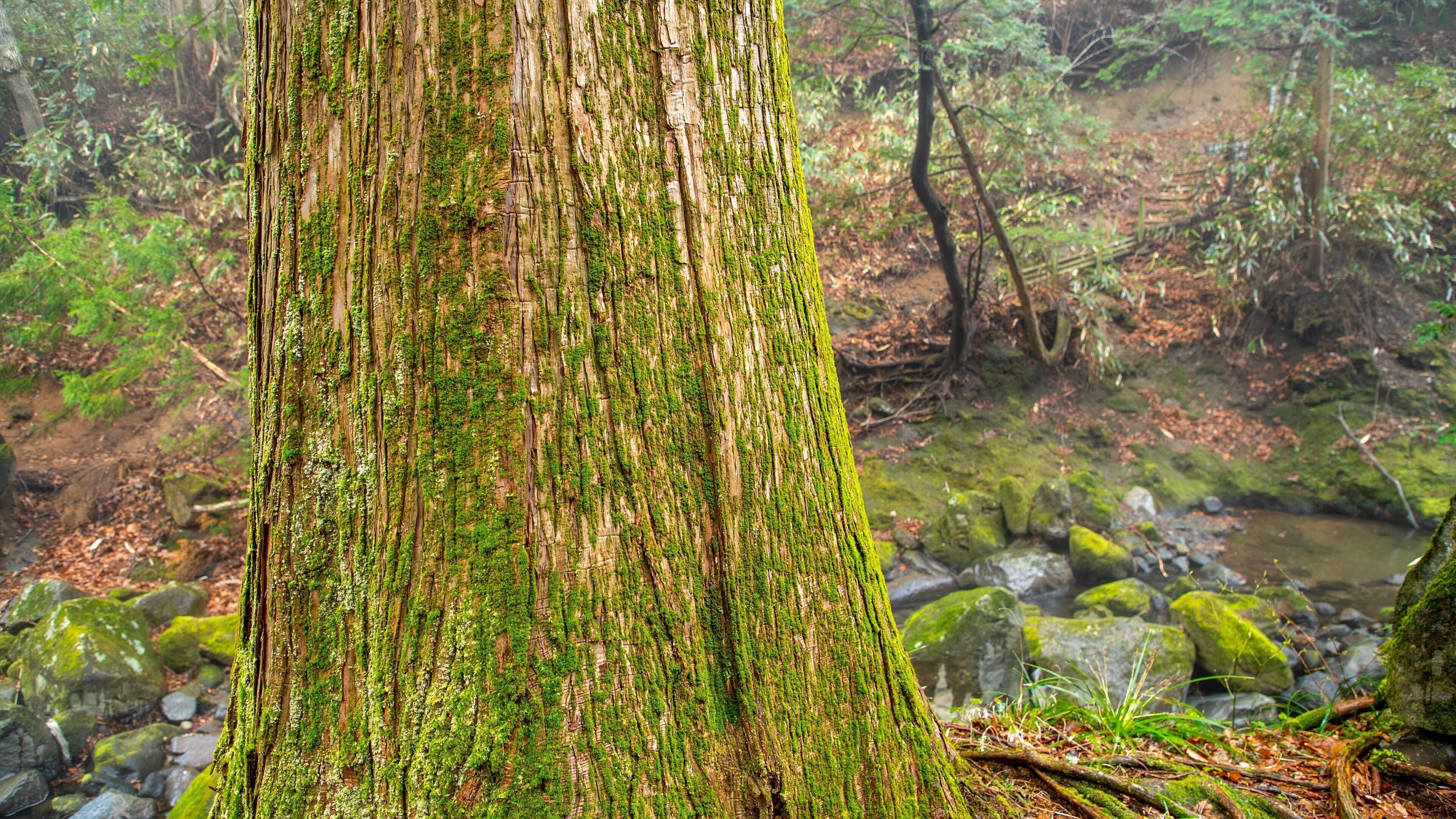 Chisuji Falls featuring forests