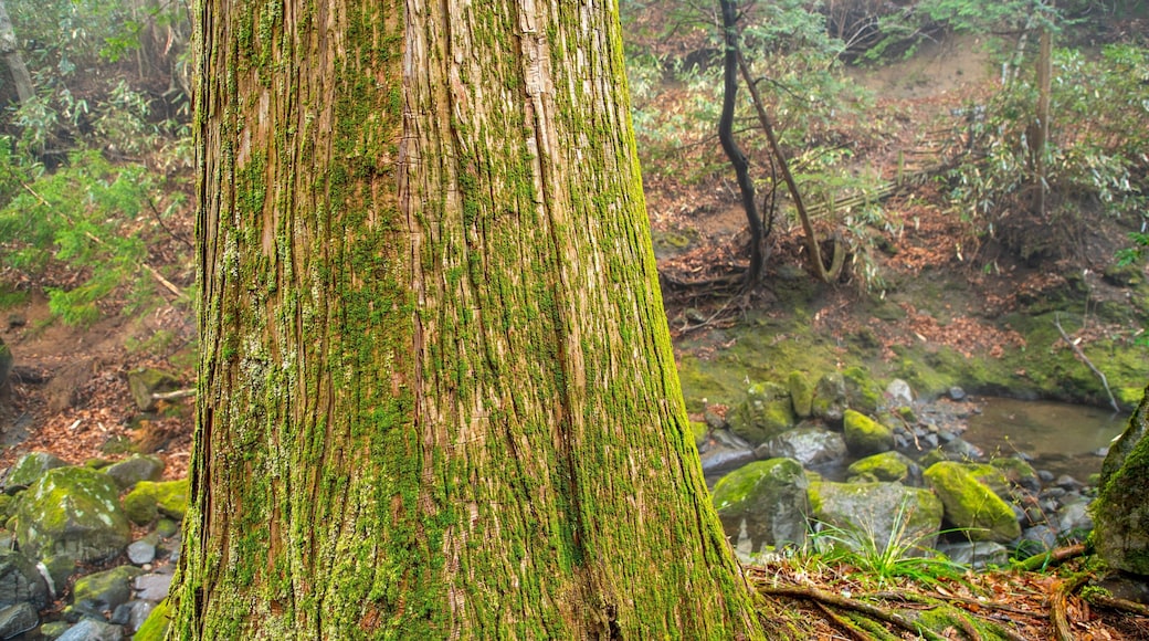 Chisuji Falls featuring forests