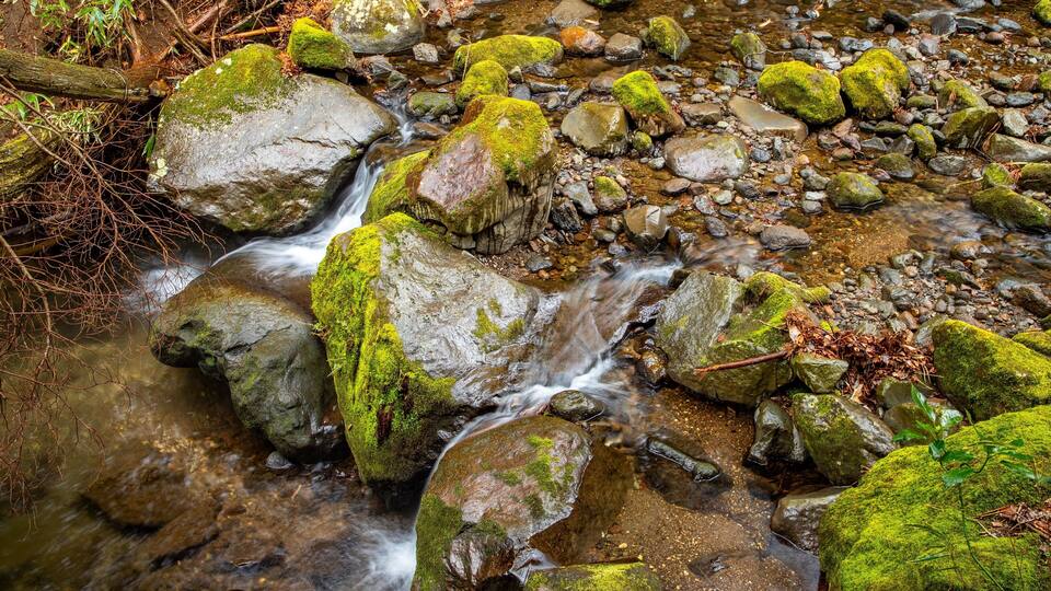 Un ruisseau qui coule sur des rochers couverts de mousse.