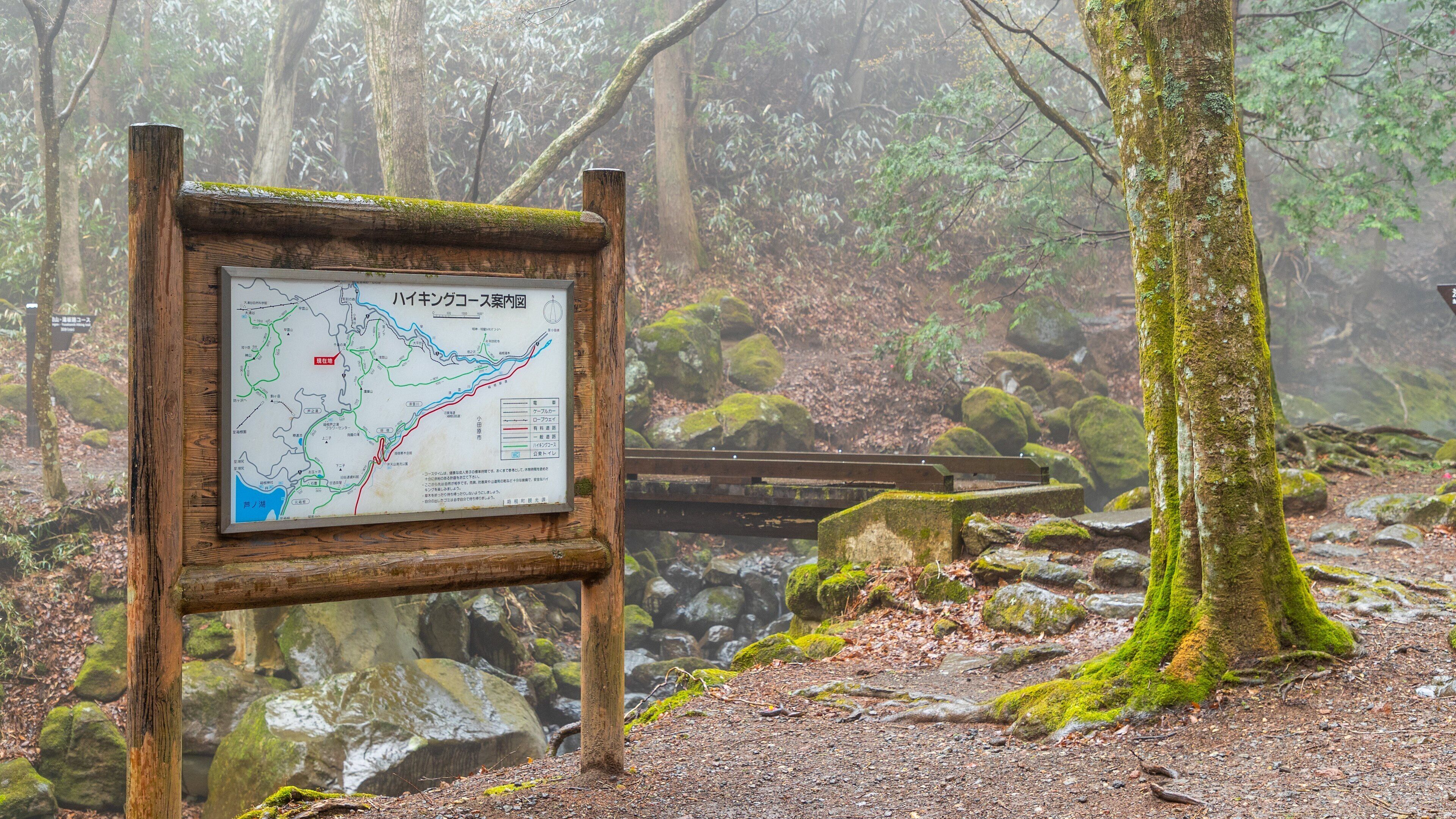 Un cartel de mapa en un área boscosa con un puente de madera y rocas cubiertas de musgo.