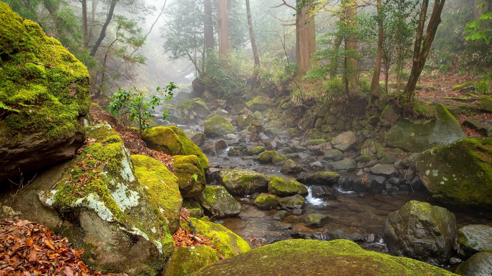 Chisuji Falls which includes a river or creek and mist or fog