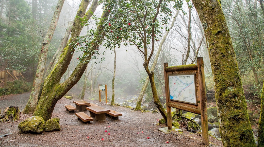 Chisuji Falls showing signage, a garden and night scenes