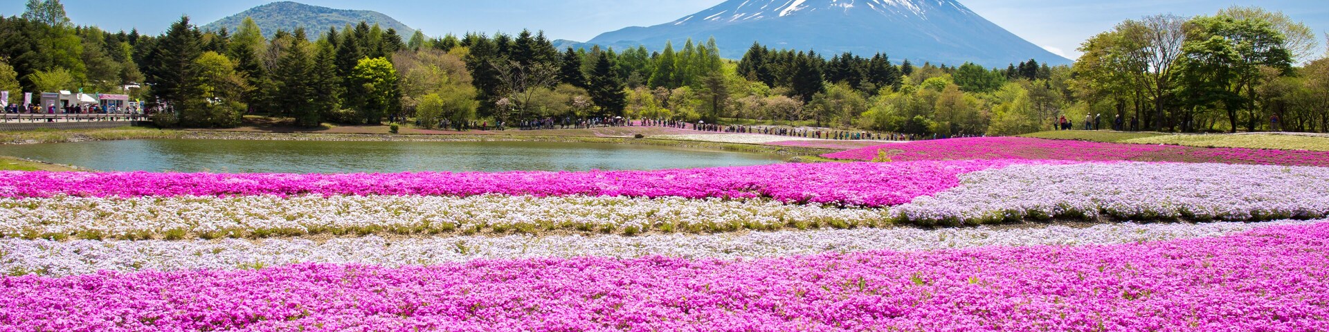 Japan Shibazakura Festival with the field of pink moss of Sakura or cherry blossom with Mountain Fuji Yamanashi, Japan is famous place and popular for tourist in vacation.