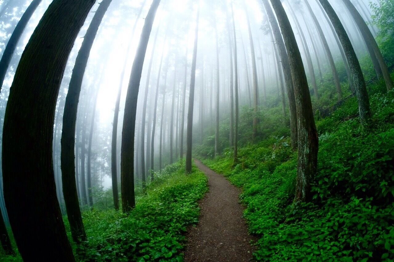 Another type of the trails on my way to the waterfalls.(Wow!!...I had to squint my arms many time to make sure that I'm not dreaming!)