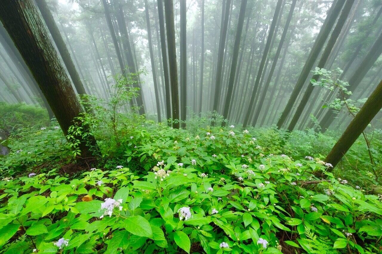 A dense forest with tall trees and lush green undergrowth.