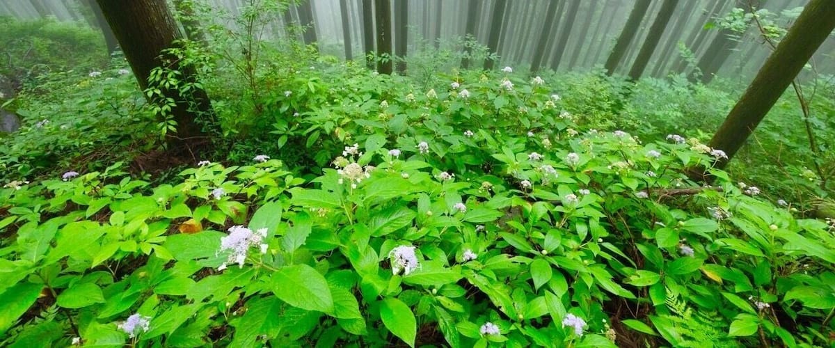 A dense forest with tall trees and lush green undergrowth.