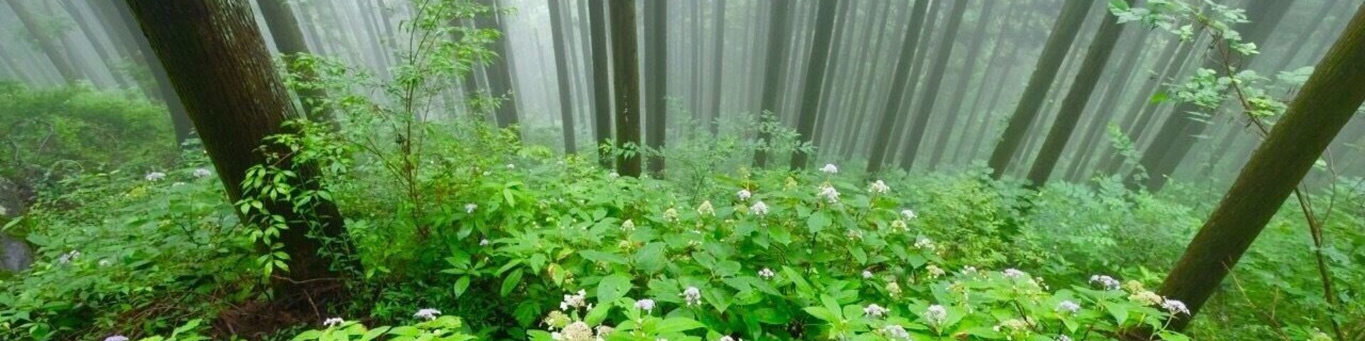 A dense forest with tall trees and lush green undergrowth.