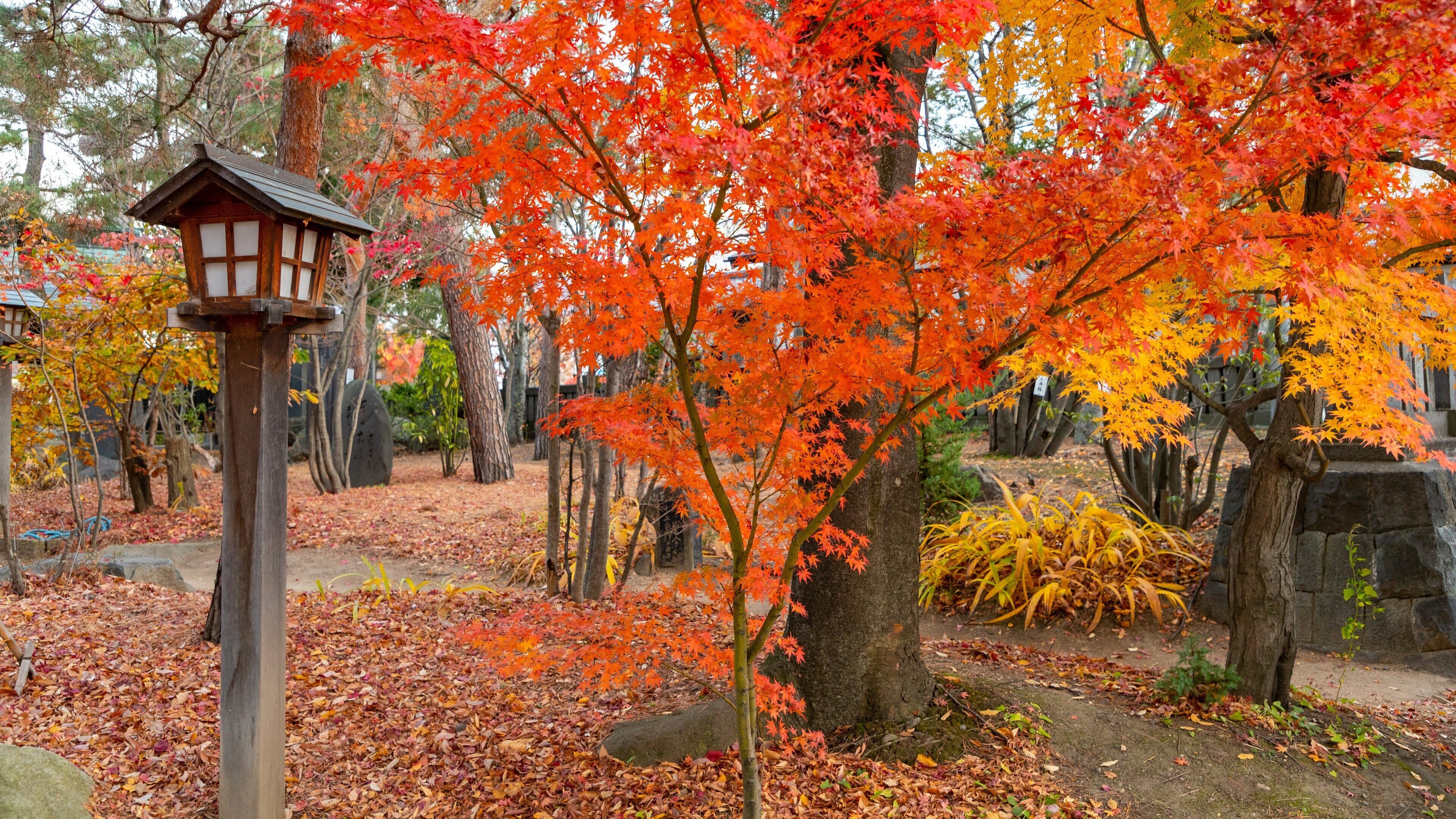 Yohashira Shrine which includes a garden and fall colors
