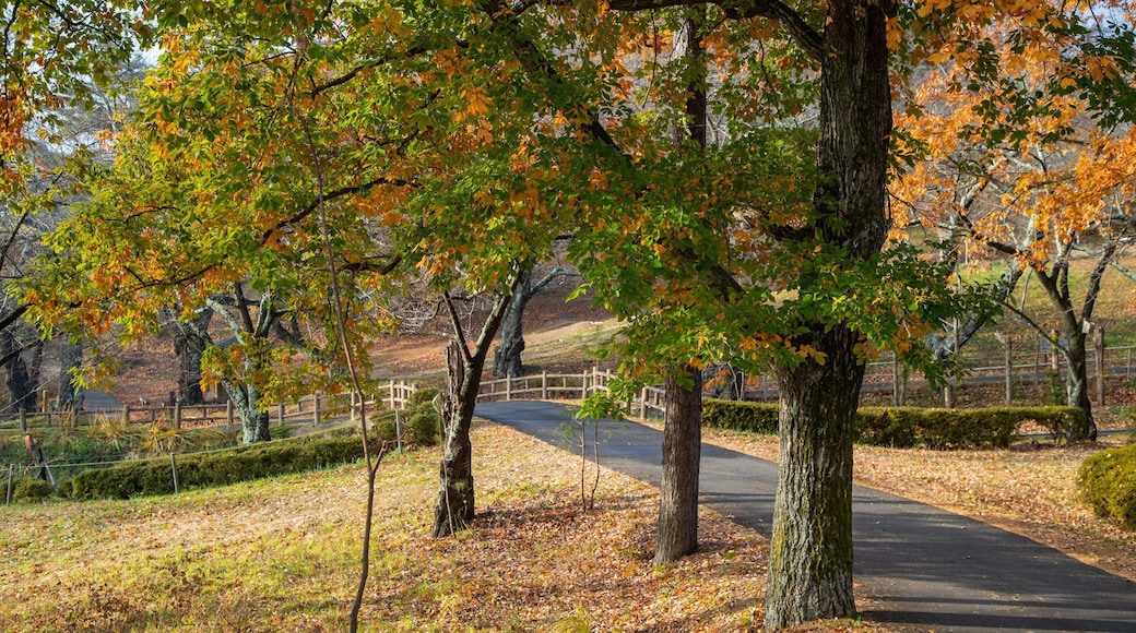Alps Park Matsumoto which includes fall colors and a park