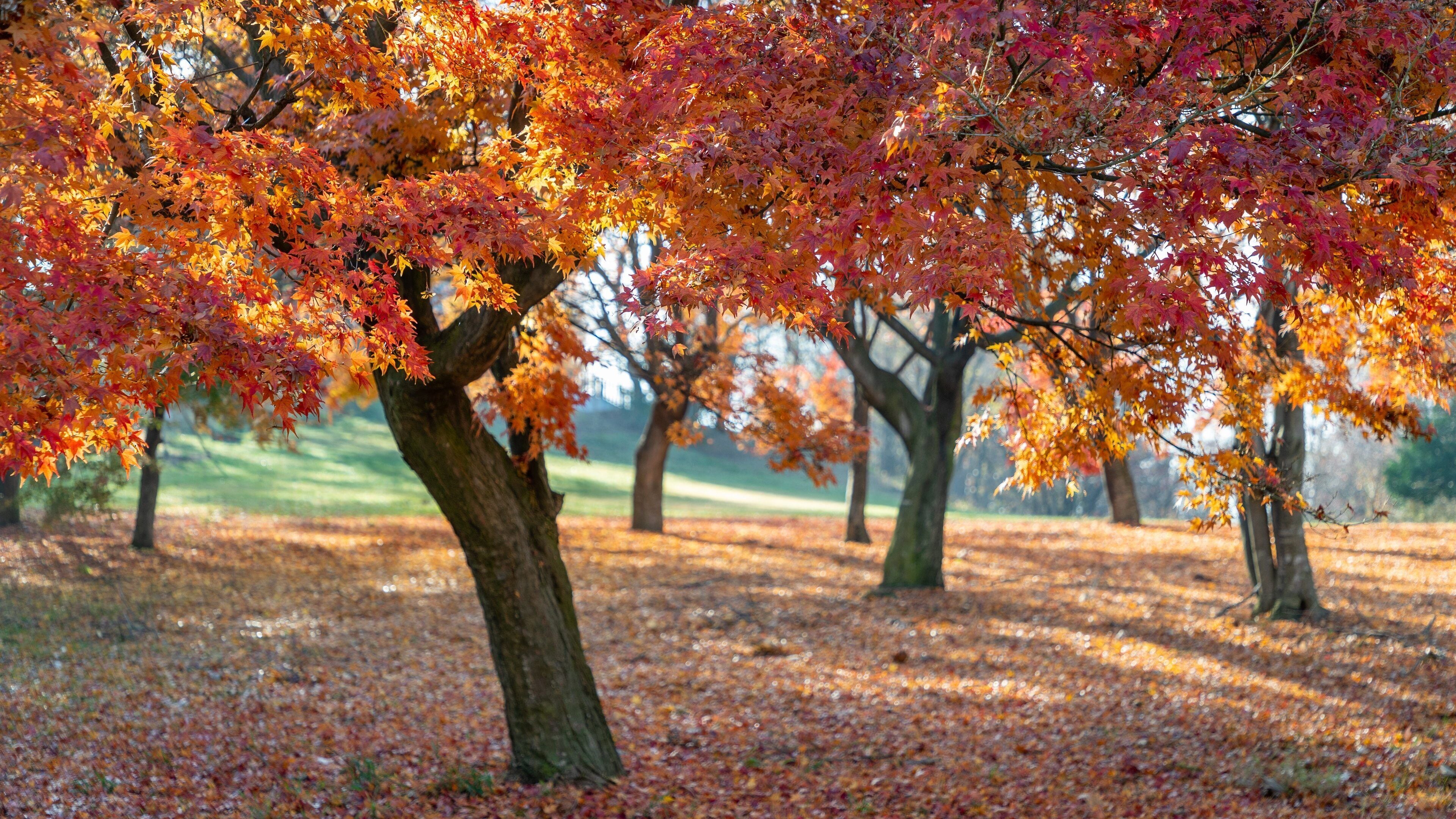 Alps Park Matsumoto featuring a garden and fall colors