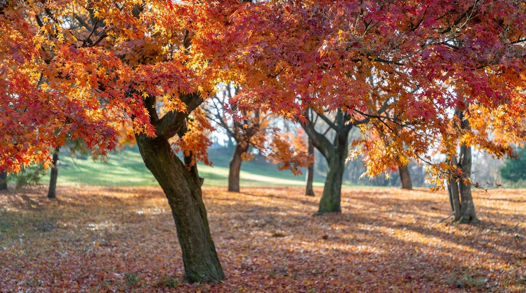 Alps Park Matsumoto featuring a garden and fall colors