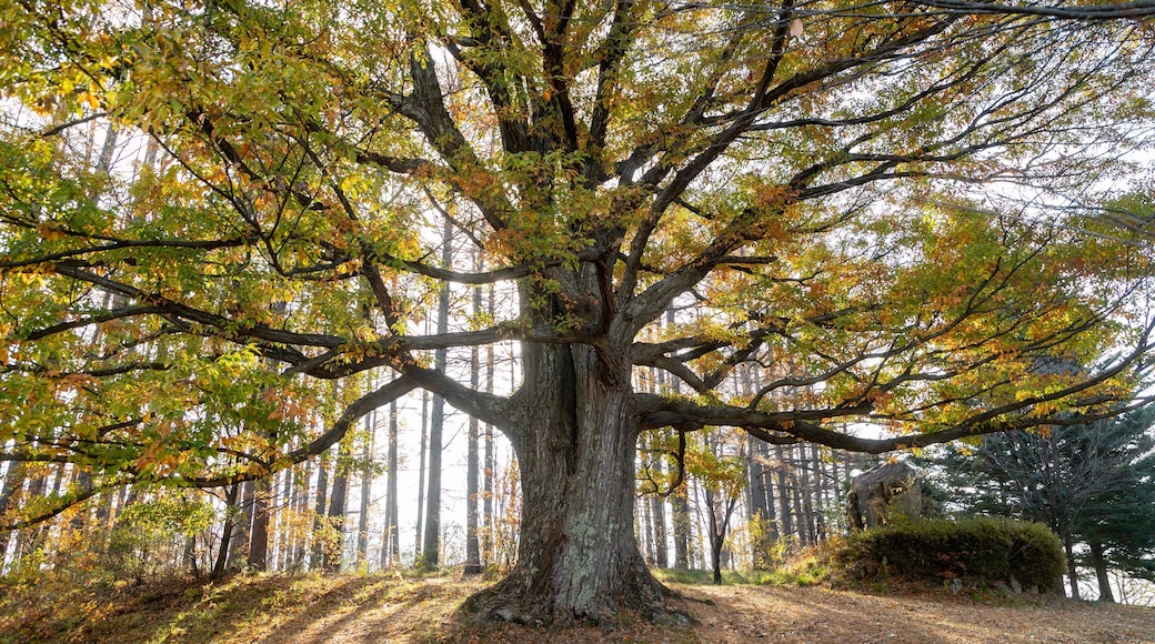 Alps Park Matsumoto showing autumn leaves and a garden