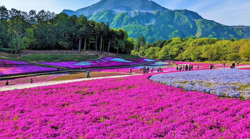 Chichibu Hitsujiyama Park, a famous place for its shibazakura, also known as moss pink or phlox subulata