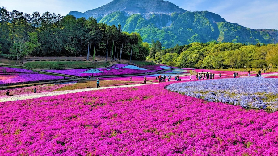 Công viên Hitsujiyama