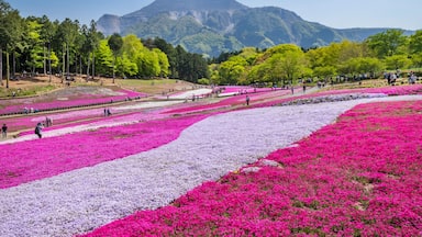 芝桜が満開の秩父・羊山公園の風景 / The scenery of Hitsujiyama Park where the moss phlox (Shibazakura) is in full bloom. Chichibu, Saitama, Japan.
