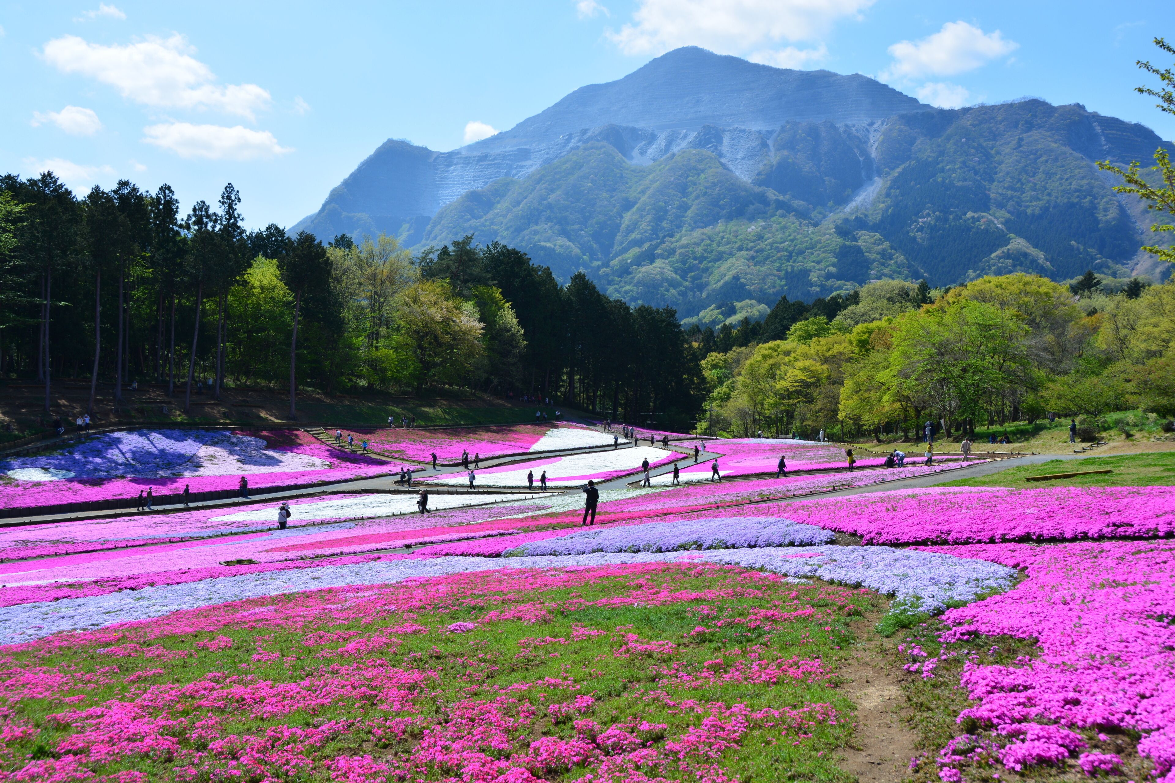 埼玉県の羊山公園の芝桜