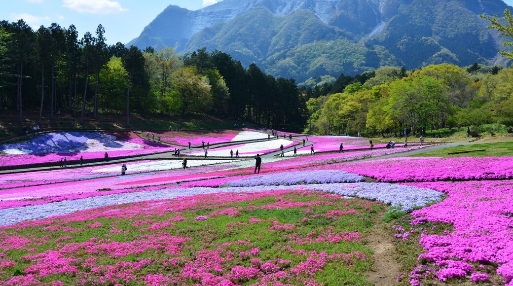 埼玉県の羊山公園の芝桜