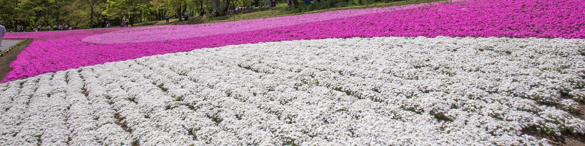 一面に咲く芝桜(埼玉 羊山公園)