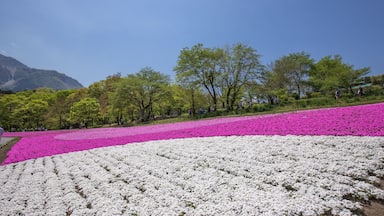 一面に咲く芝桜(埼玉 羊山公園)