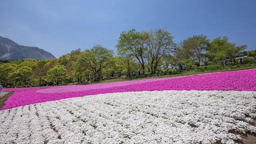 一面に咲く芝桜(埼玉 羊山公園)