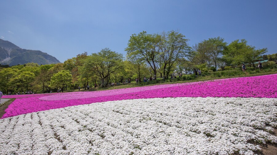 Parc de Hitsujiyama