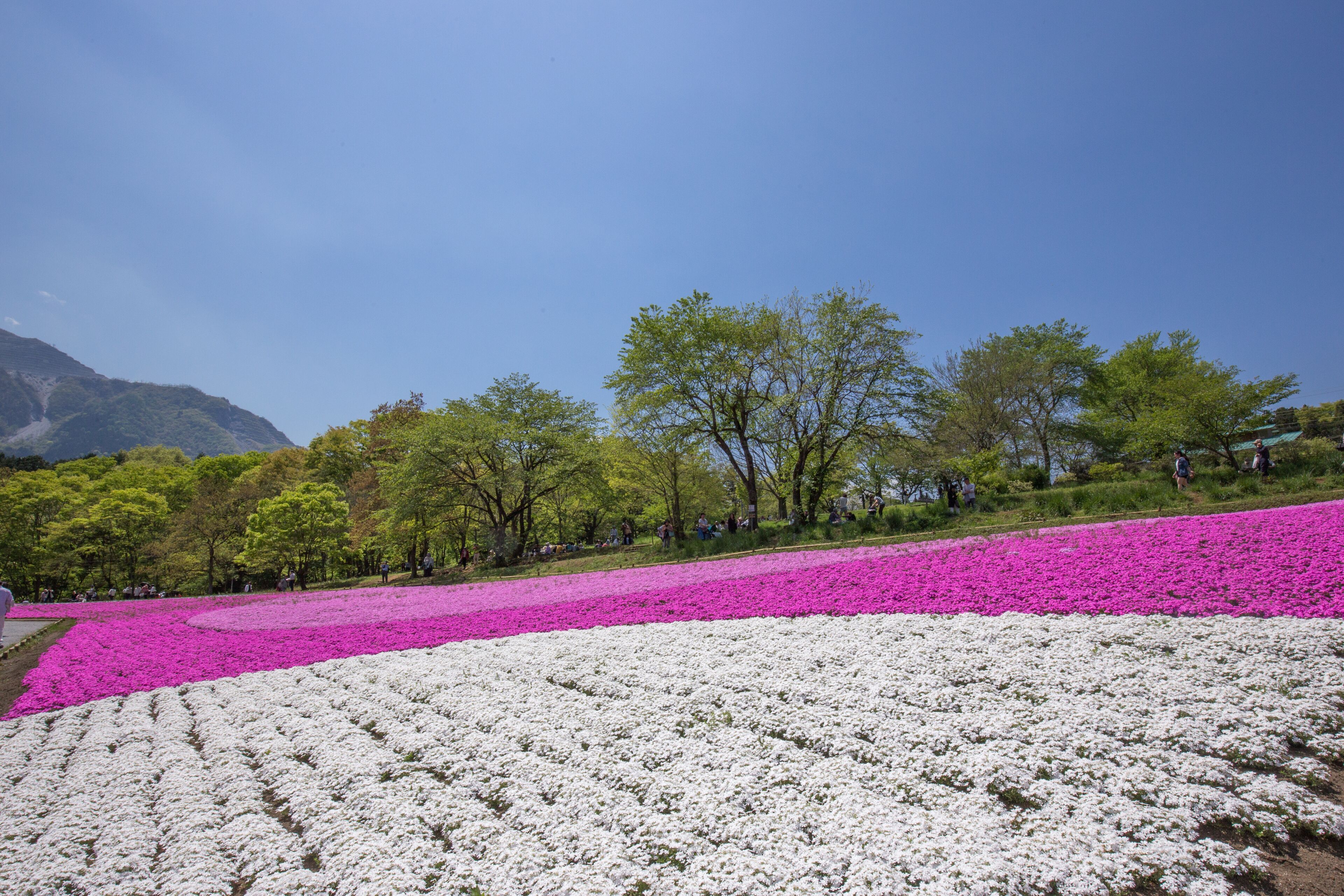 A field of white and pink flowers, trees, and a mountain in the background.