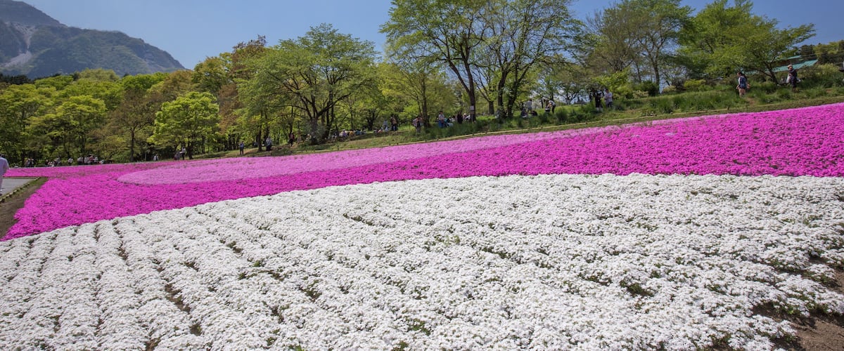 A field of white and pink flowers, trees, and a mountain in the background.