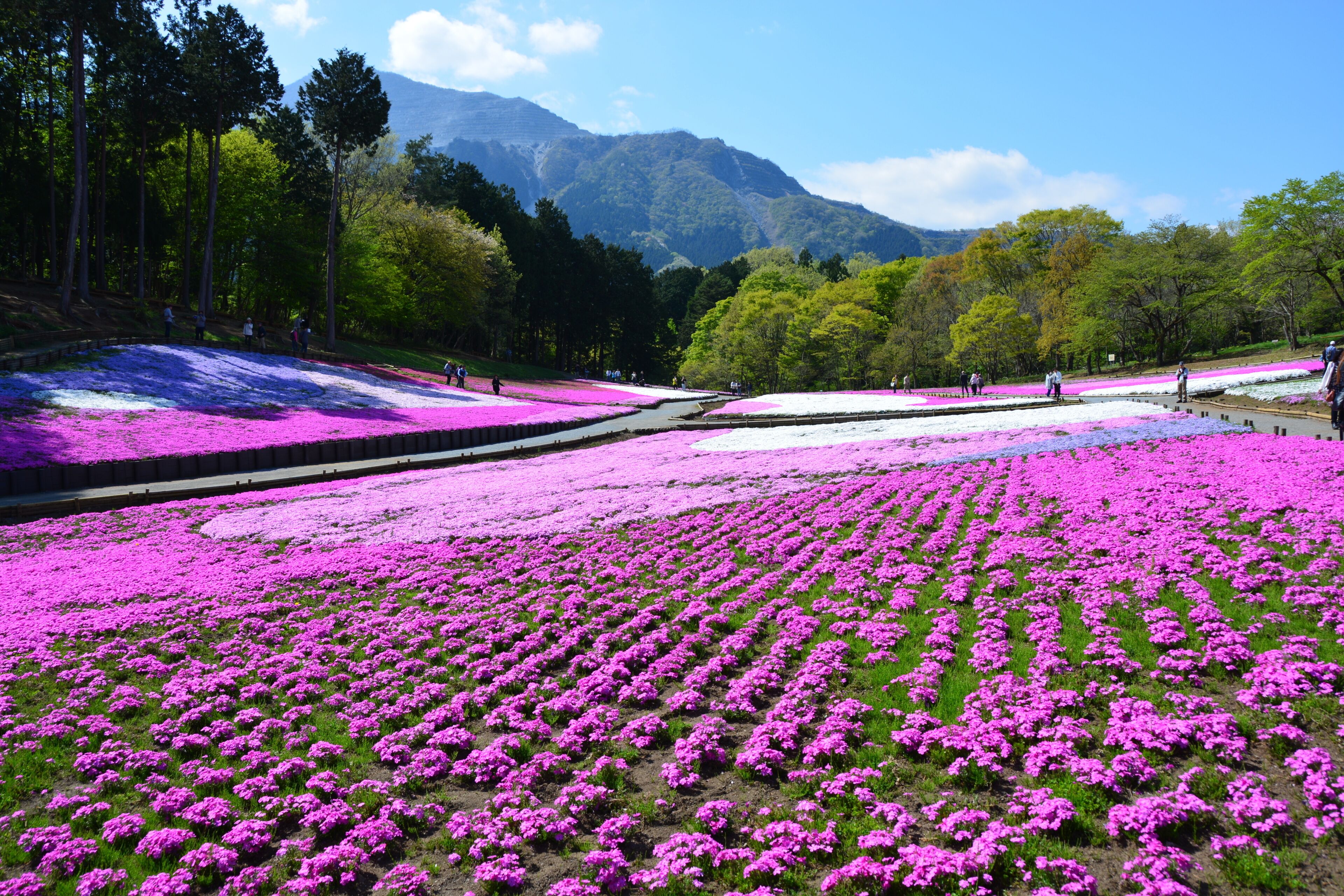 羊山公園