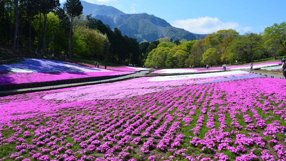 埼玉県の羊山公園の芝桜