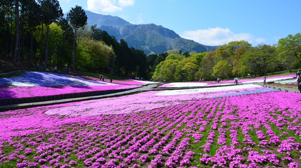 埼玉県の羊山公園の芝桜