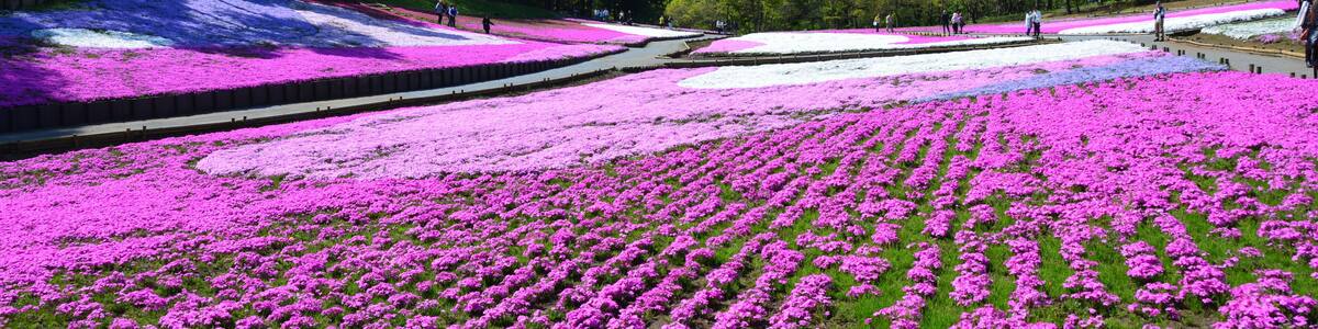 Un champ de fleurs roses éclatantes, avec une montagne en toile de fond.