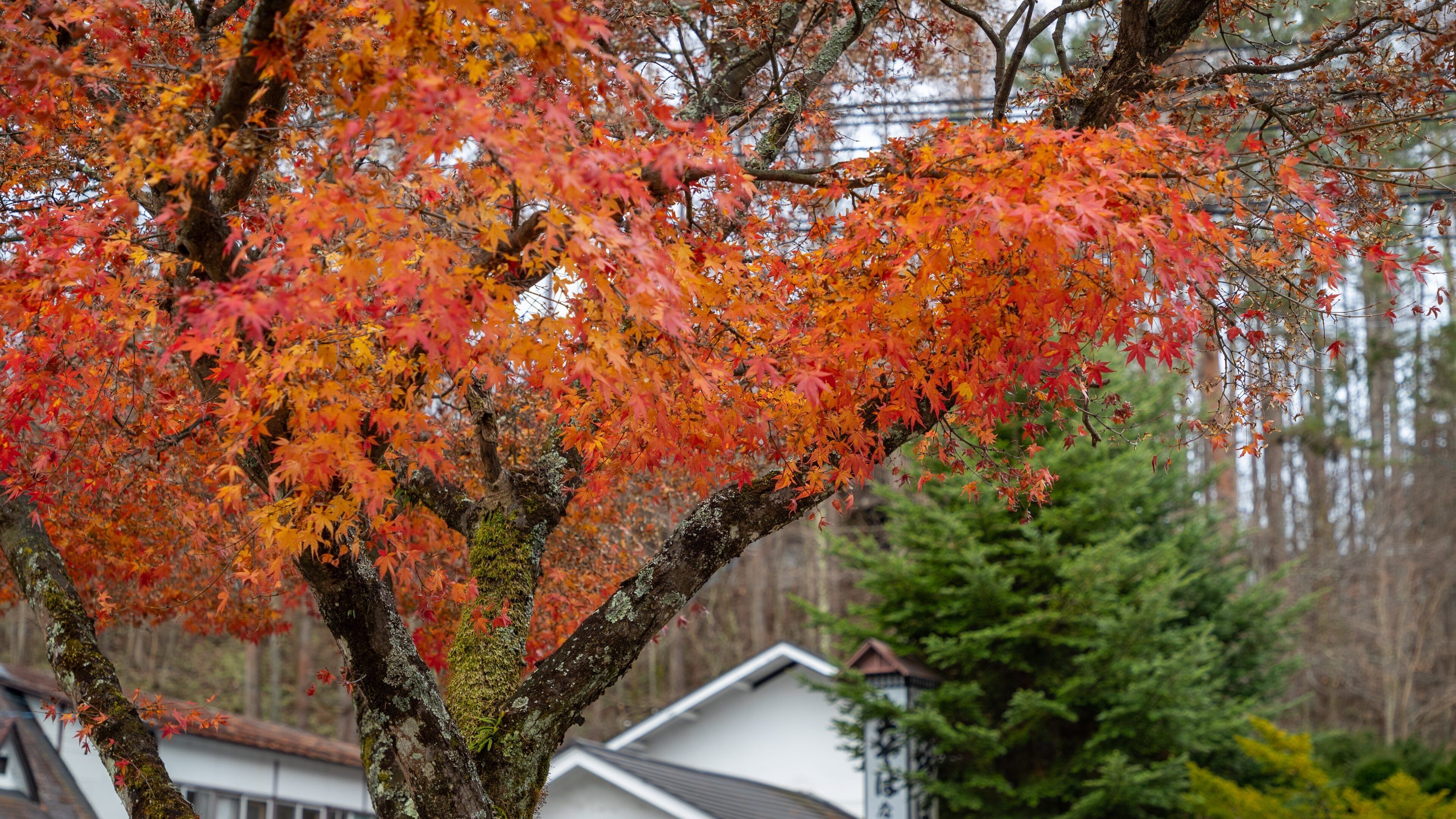 Karuizawa Church featuring autumn leaves