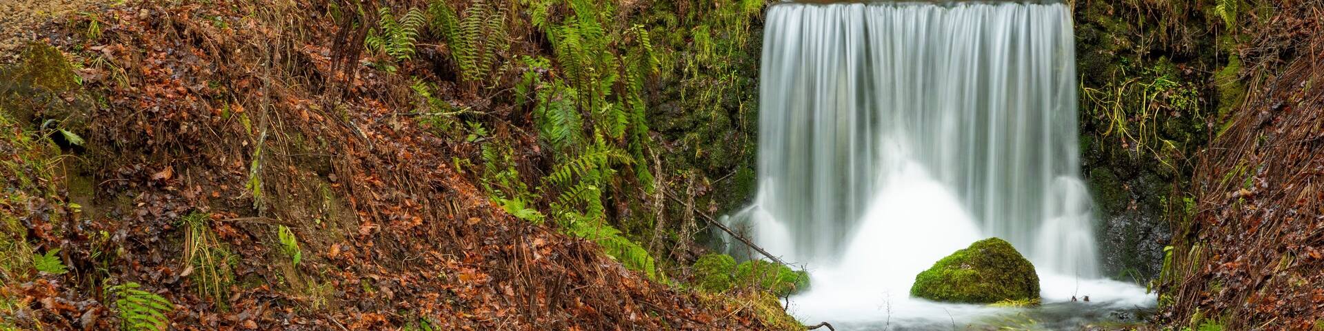 Shiraito Falls showing a waterfall, a river or creek and forests