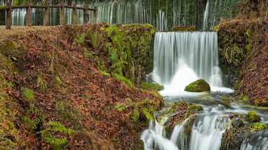 Shiraito Falls showing a waterfall, a river or creek and forests