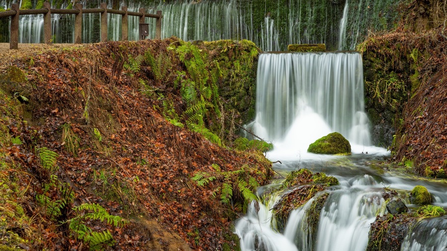 Shiraito Falls showing a waterfall, a river or creek and forests