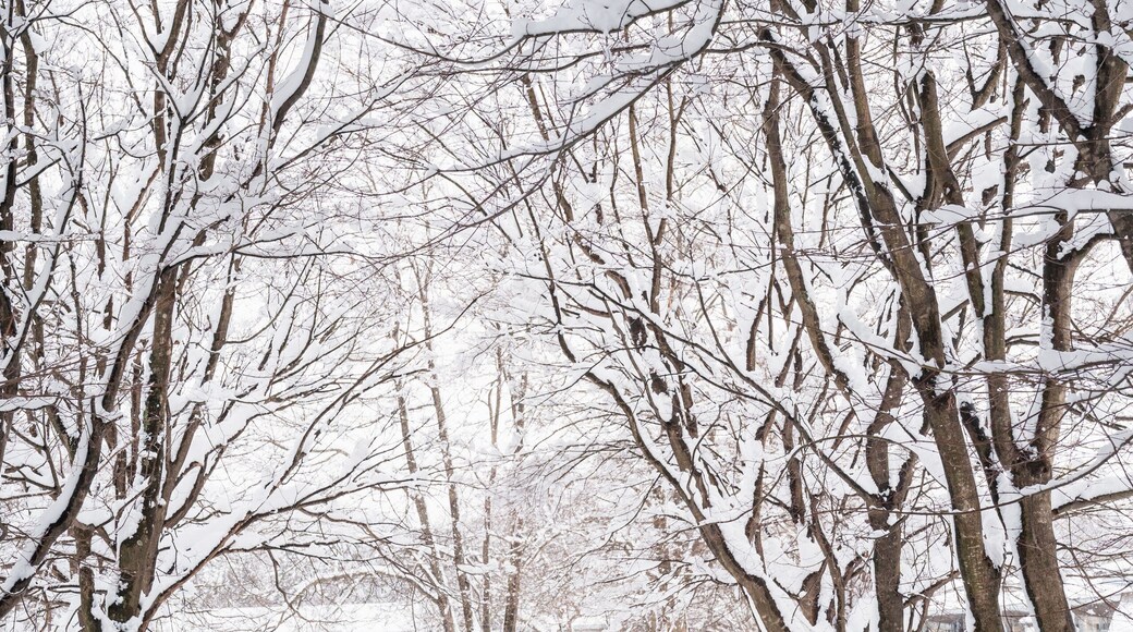 Girl in Forest and Snow
