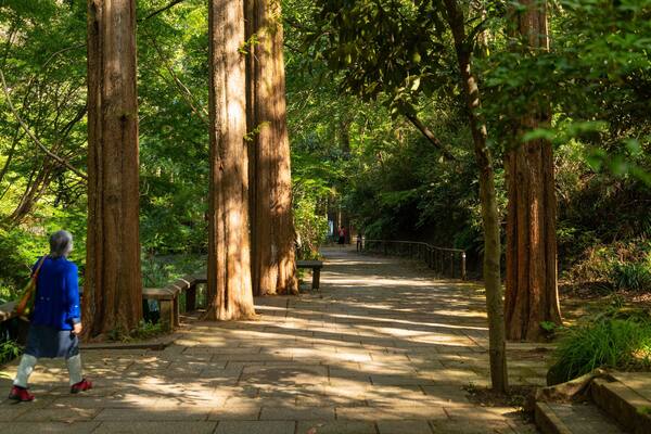 Ikuta Park which includes forest scenes and a park as well as an individual femail