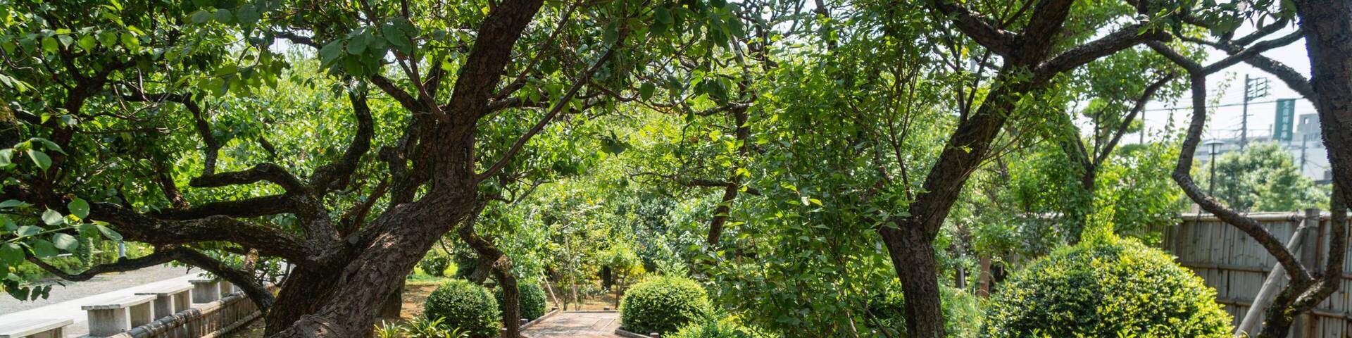 Ikegami Baien Plum Tree Garden featuring a garden