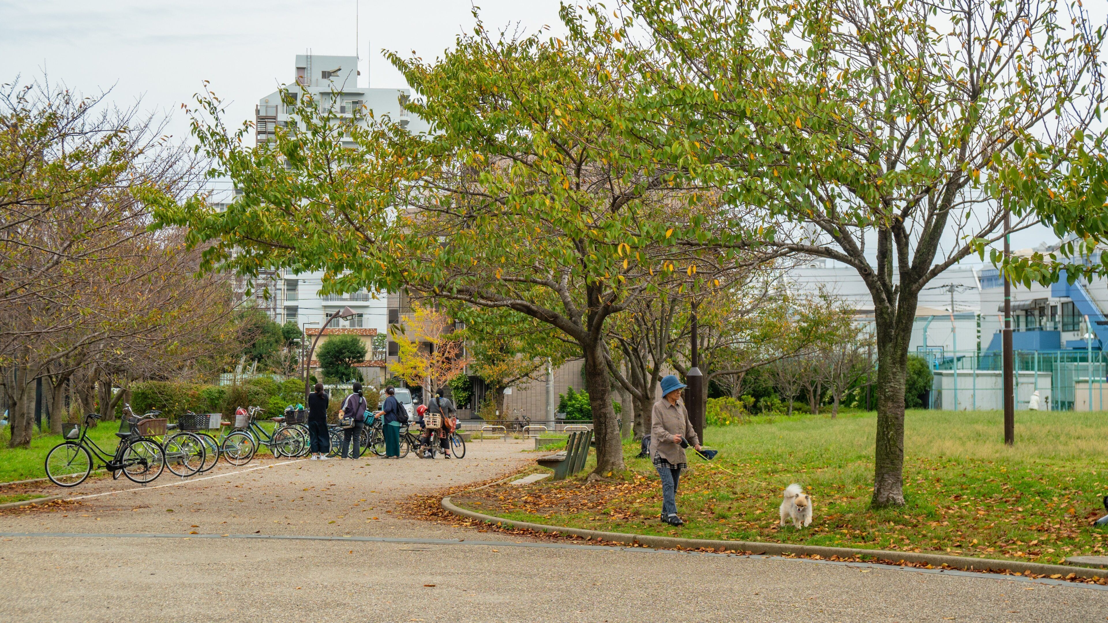 Ukita Park showing cuddly or friendly animals, fall colors and a park