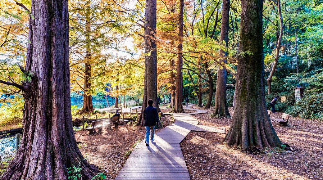 Walkway in Shakujii Park, Tokyo, Japan