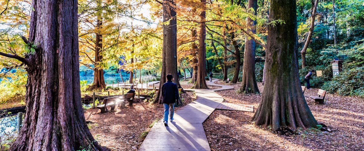 Walkway in Shakujii Park, Tokyo, Japan