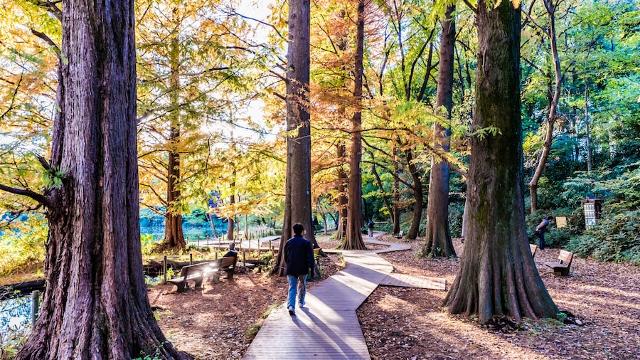 Walkway in Shakujii Park, Tokyo, Japan