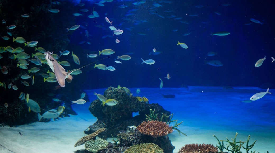 The Sunshine 60 Observatory