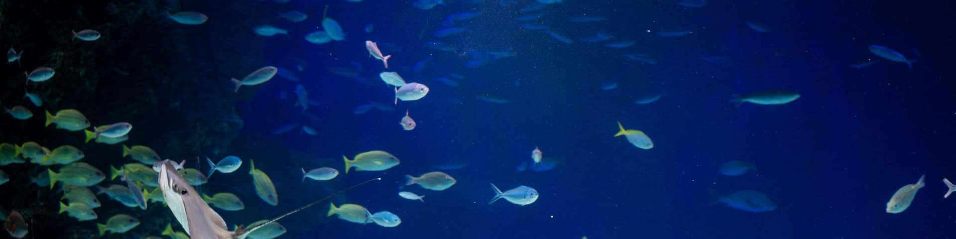 The Sunshine 60 Observatory