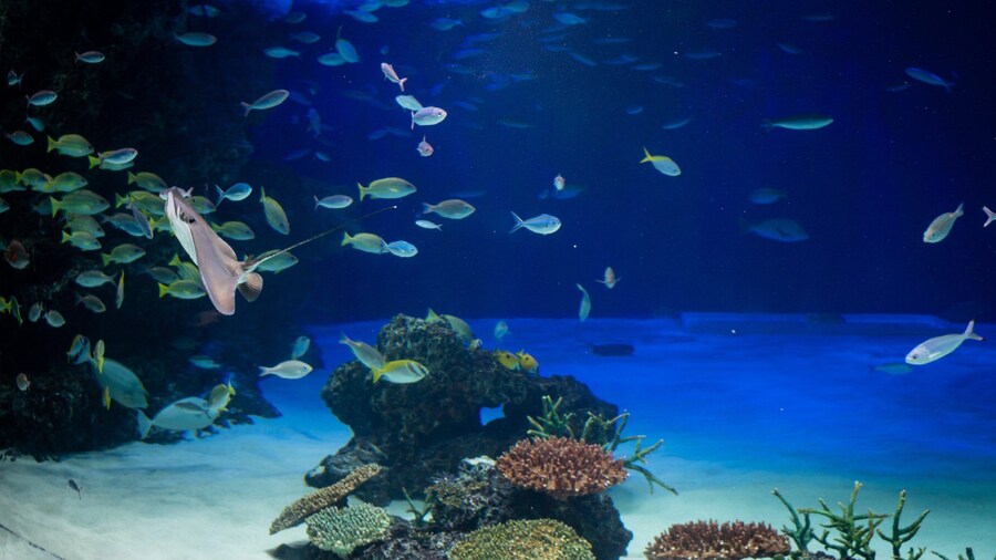 The Sunshine 60 Observatory